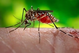 Zika Mosquito