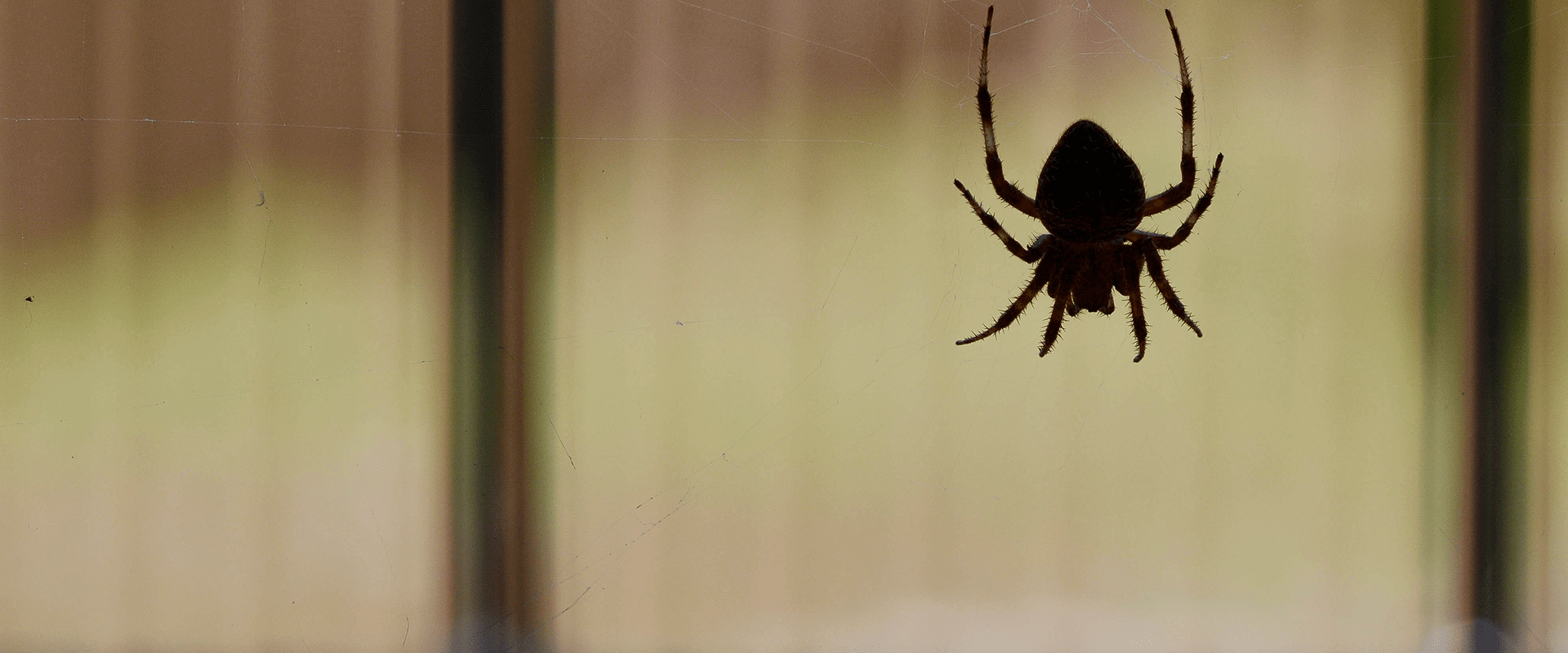 Spiders In Maryland