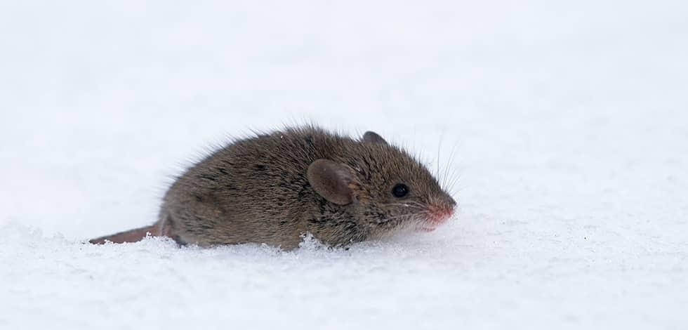Winter Rodent Control