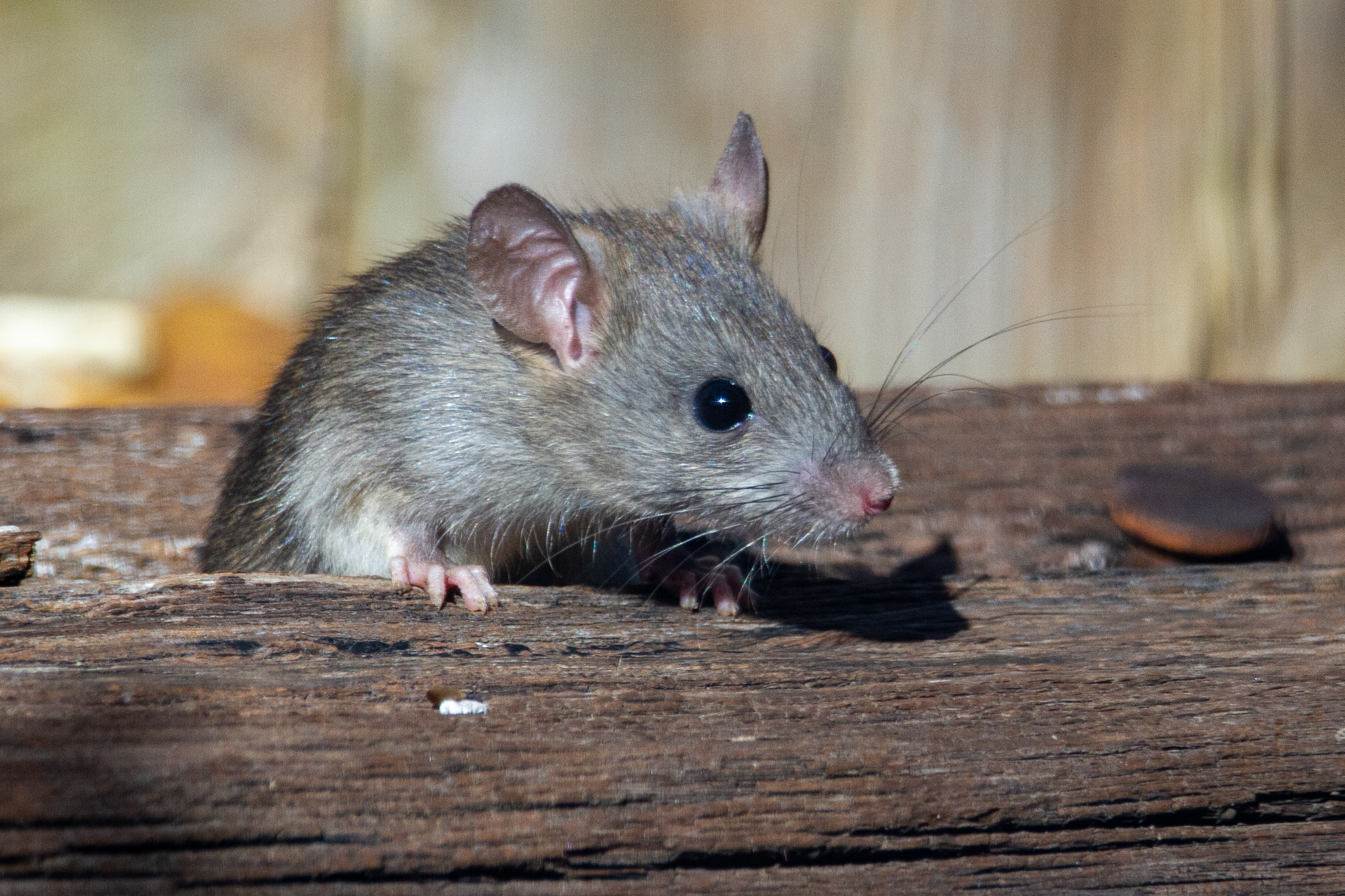 Ways To Rodent Proof Home