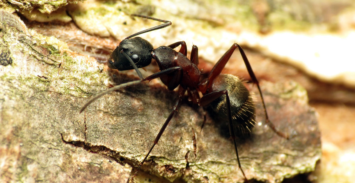 Top Carpenter Ant Prevention Tips (1)