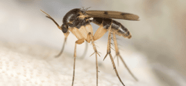 The Tiny Invaders – How to Get Rid of Gnats - Pest'R Us Exterminating