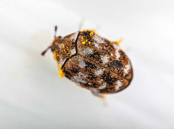 Carpet beetles live in a variety of places. Abandoned bird nests are ideal for carpet beetles to live, especially if they are sheltered in eaves and lofts.