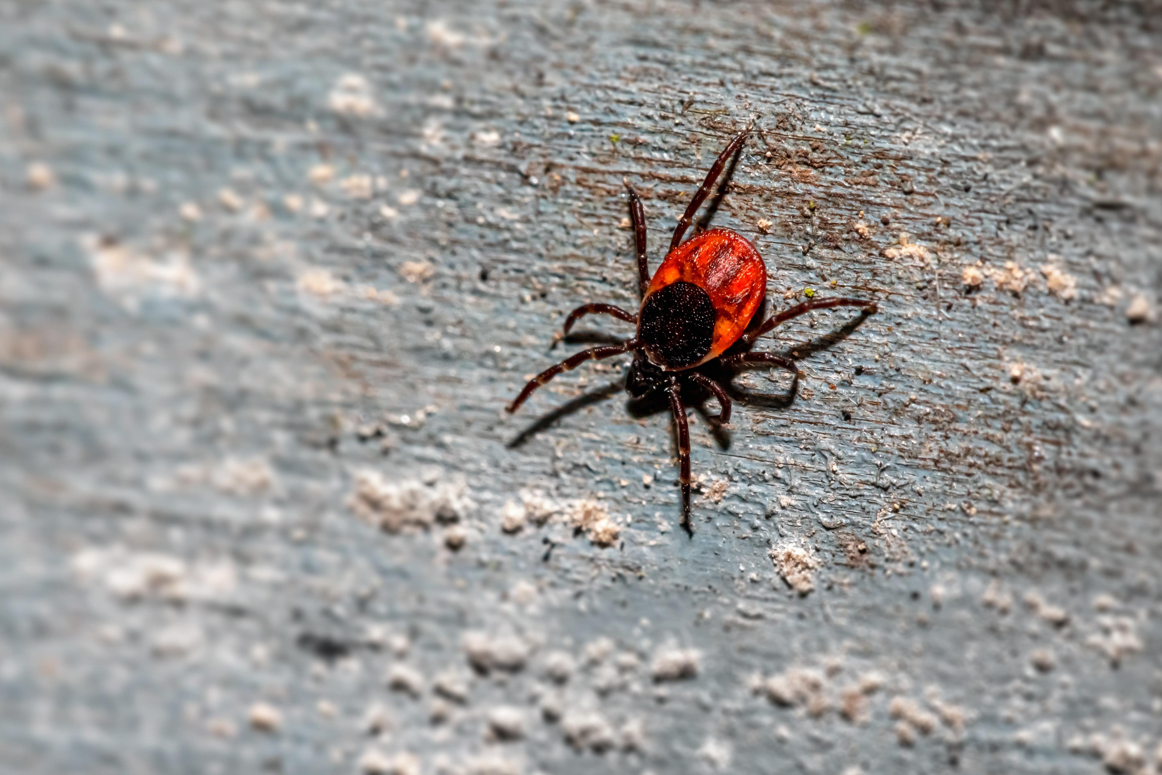 What To Do If You See Ticks In Your Home