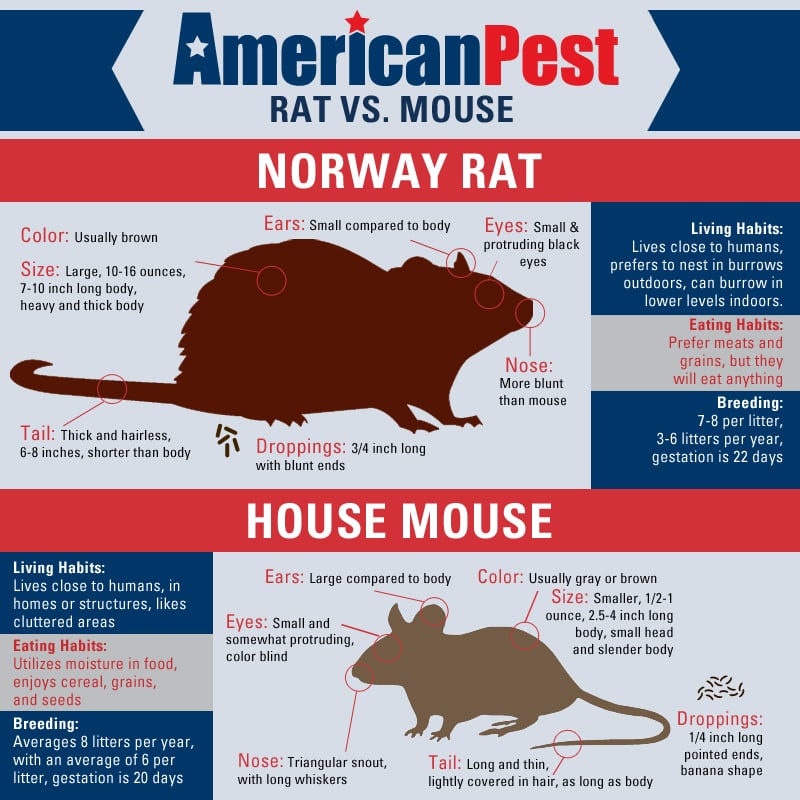 rats in house