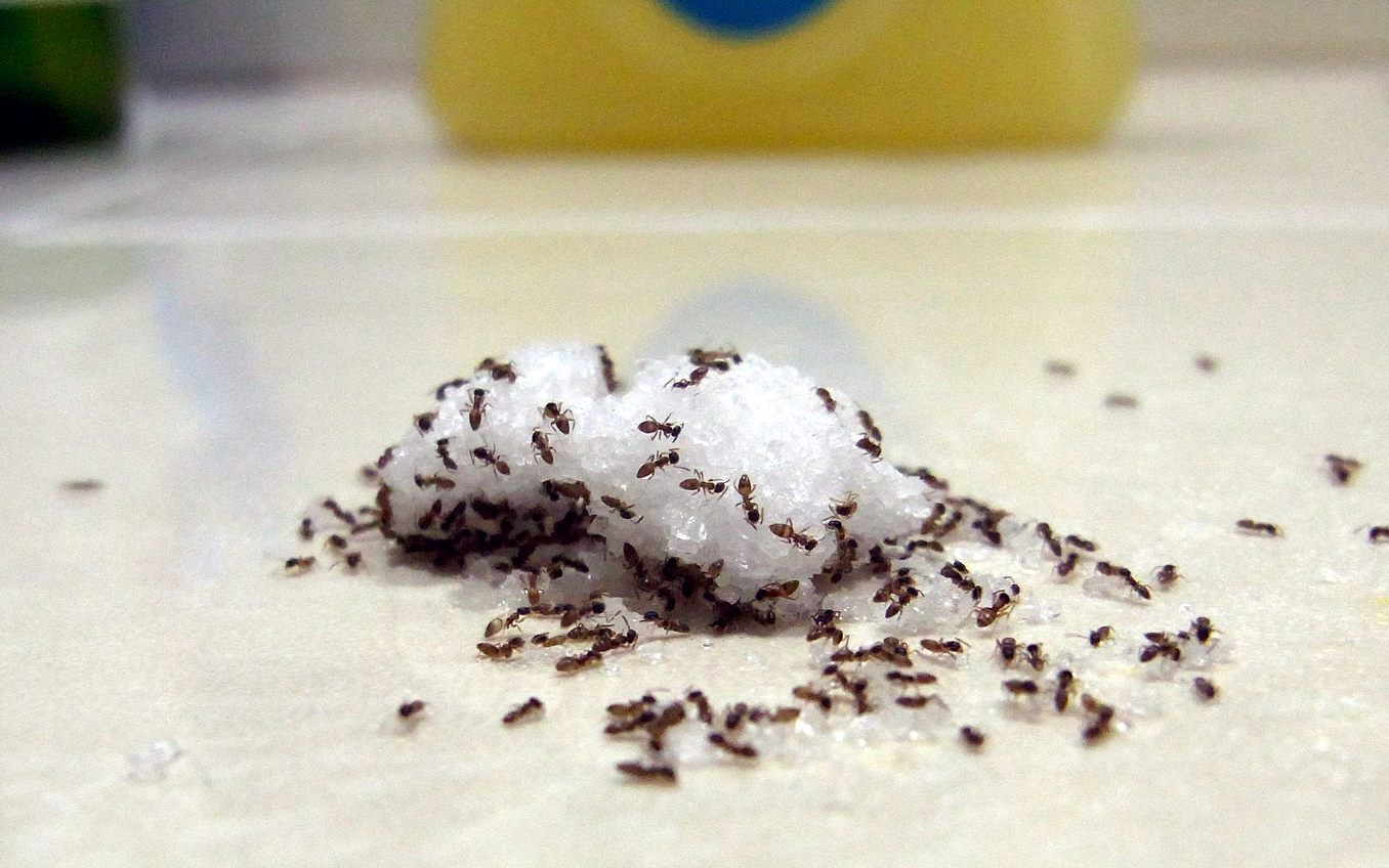 Avoid Ants In 5 Simple Steps