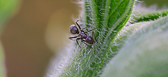 Odorous House Ant On Plant