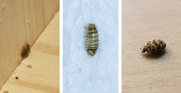 Comp Bed Bug Carpet Beetle Larvae 2 Min
