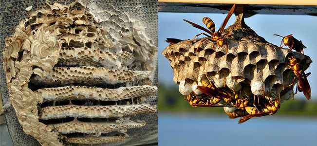 Paper Wasps Or Yellowjackets? A Common Mistake