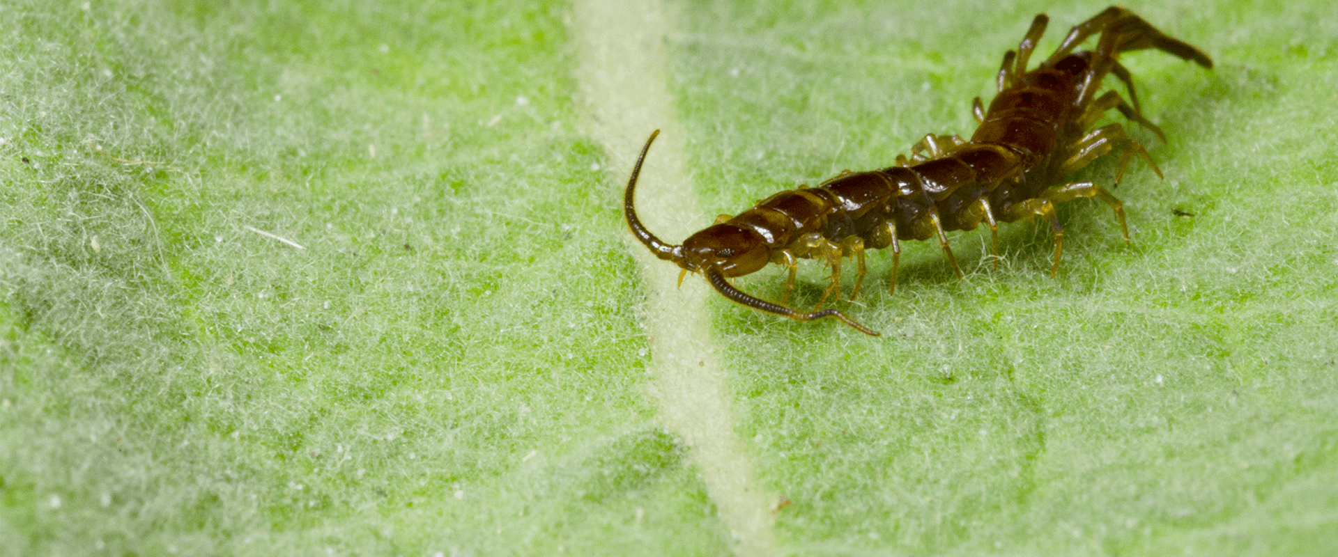Centipedes In Maryland