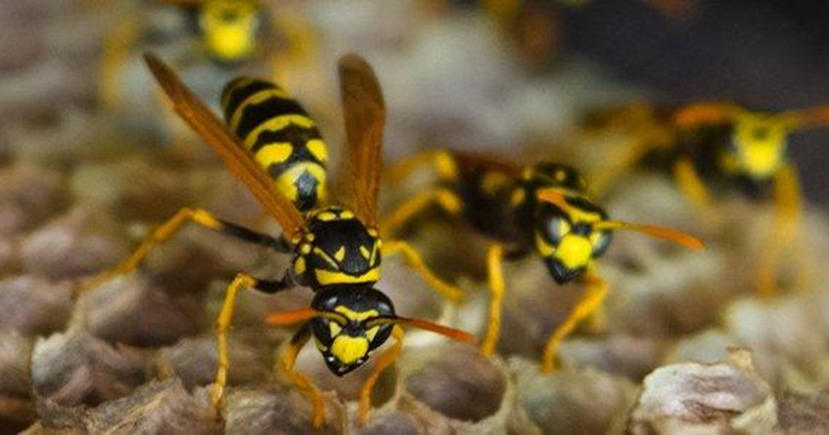 How To Make Your Maryland Yard Less Appealing To Wasps And Hornets