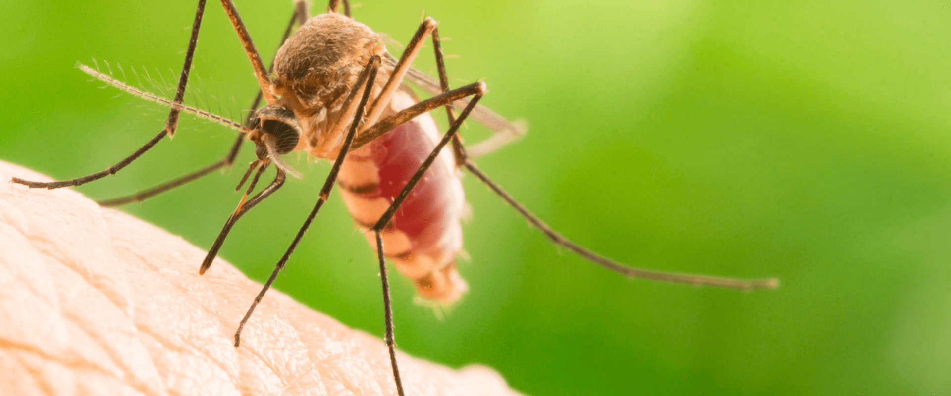 Maryland Mosquito Control