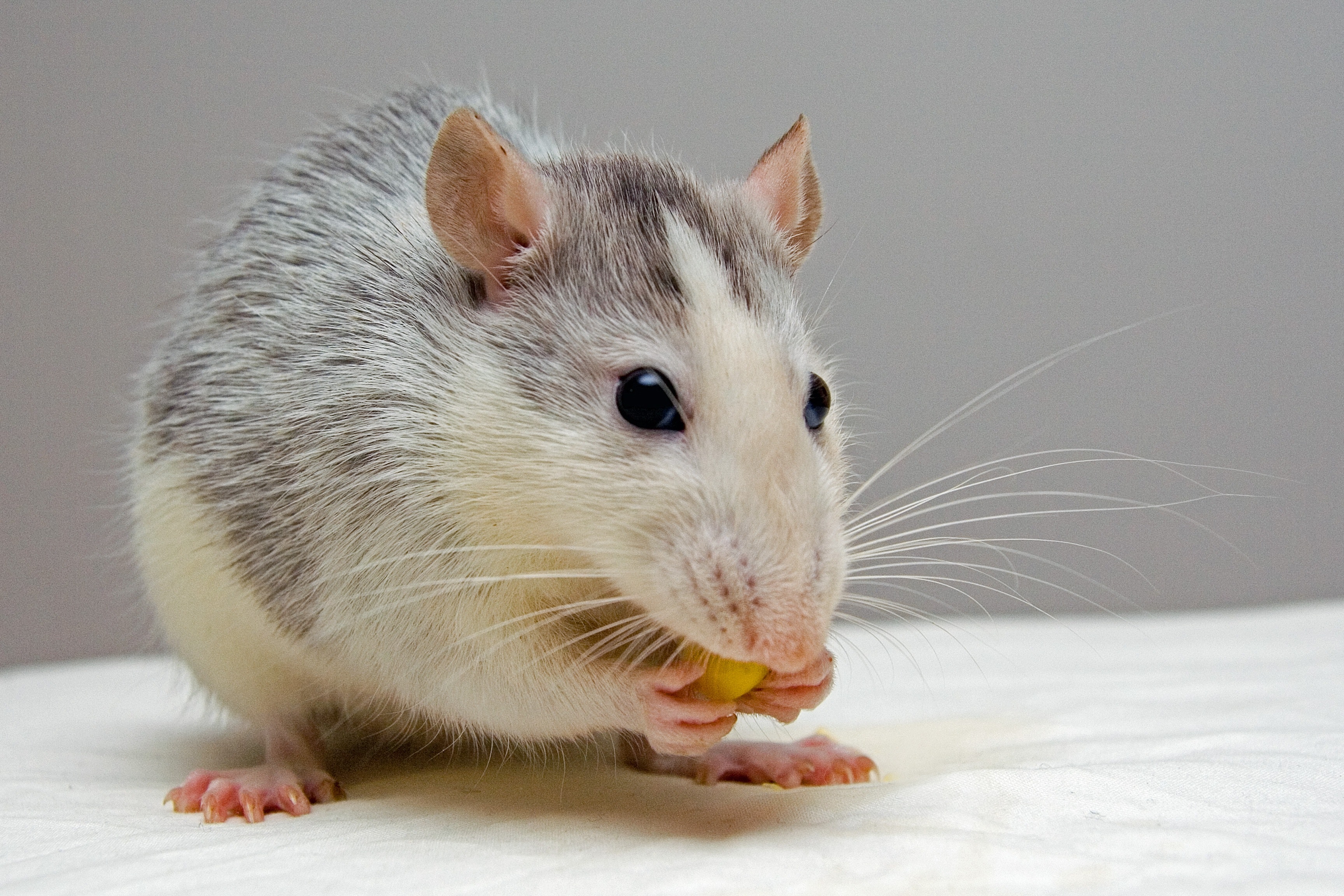 Washington Dc Ultimate Rodent Prevention Guide