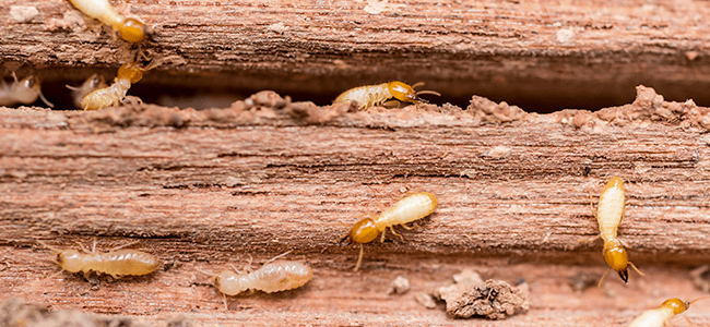 Termites In Maryland Home
