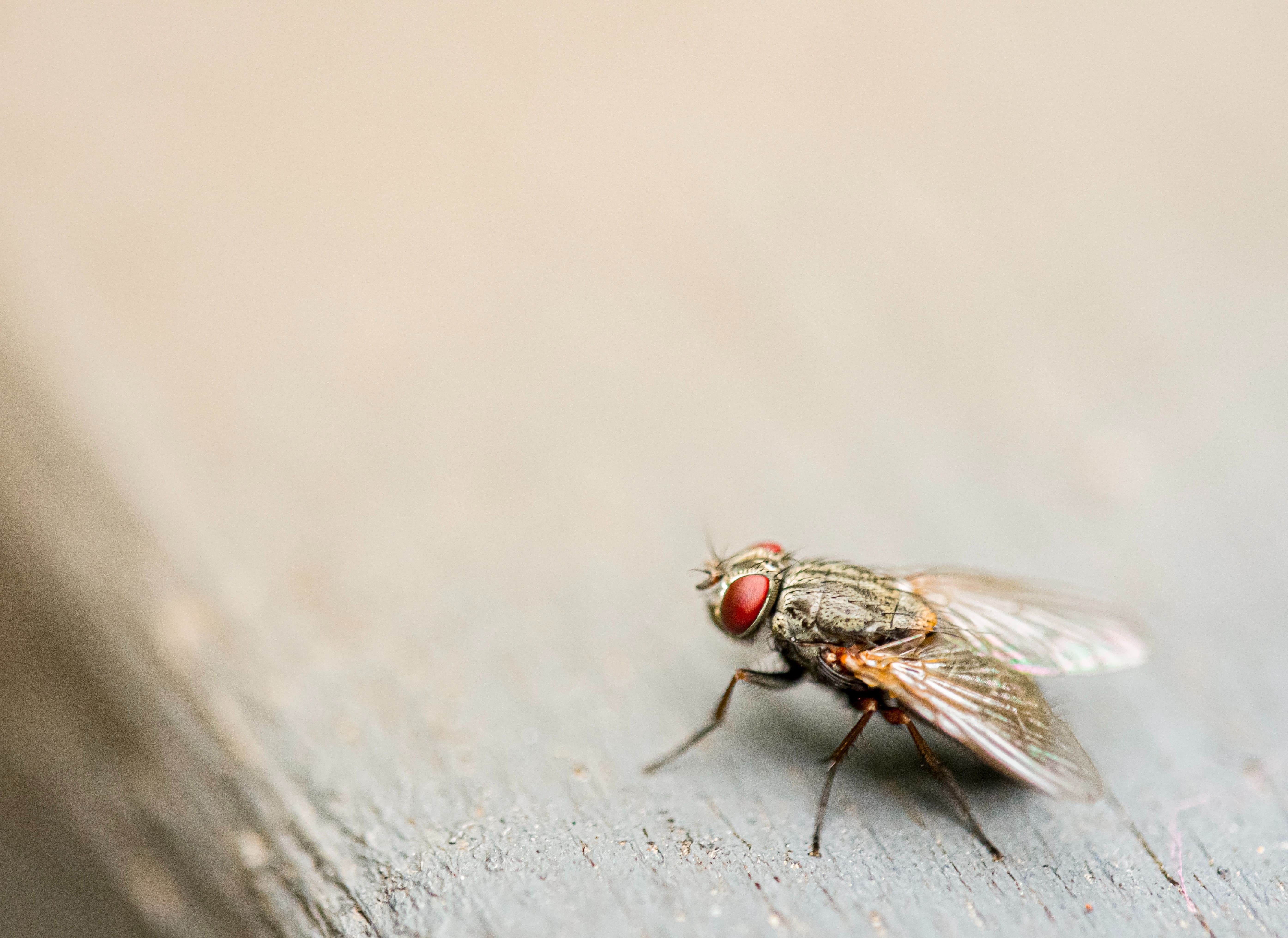 How To Get Rid Of Cluster Flies
