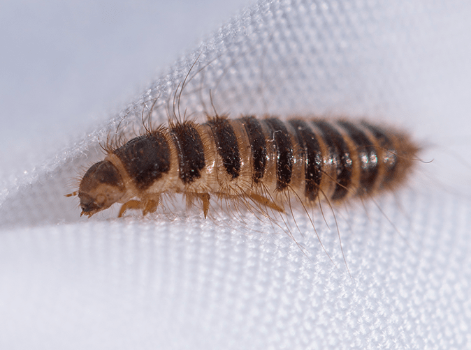 Once larvae turn into adult carpet beetles, they will want to leave the house in order to find pollen. This means that springtime is when they will be most active and you will see large numbers of the beetles on window panes, in their bid to find flowers.