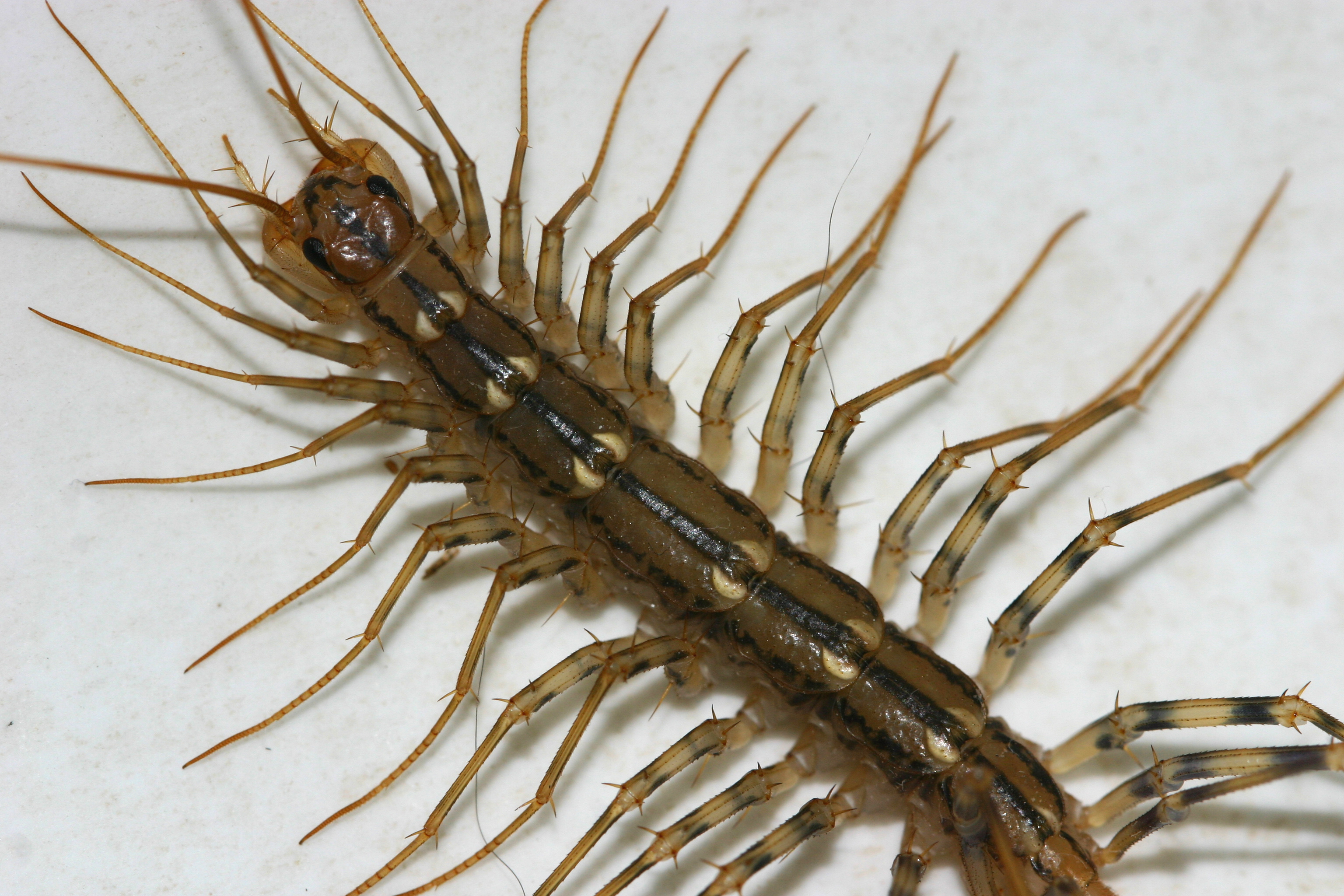 Centipede Xandert Morguefile (4)