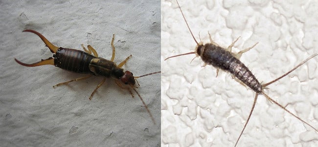 Are Earwigs And Silverfish The Same