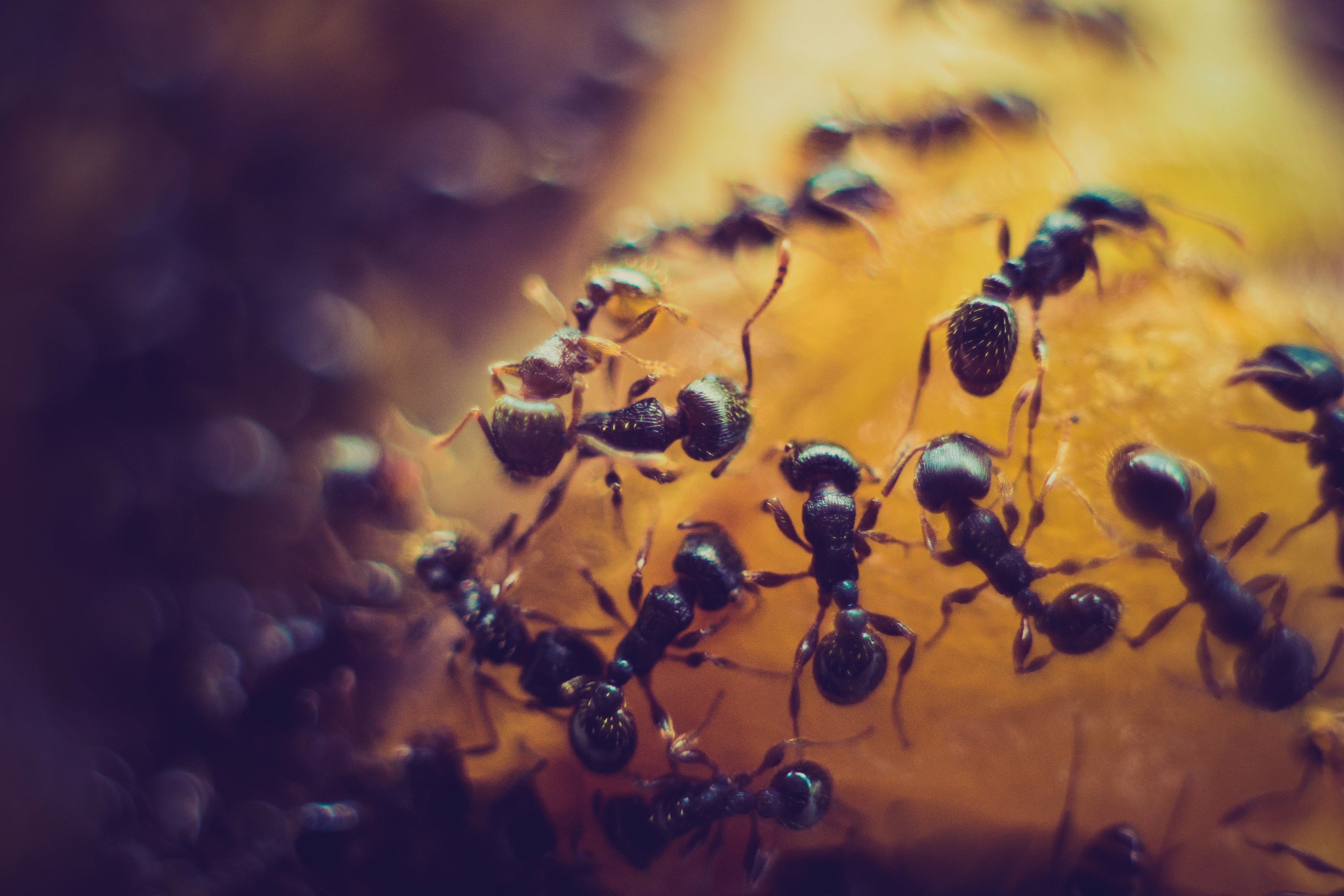 The Most Common Types Of Ants
