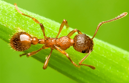 Pavement Ants In Va