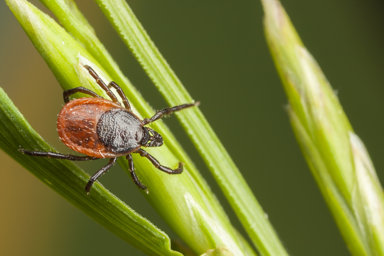 Complete Guide About Ticks