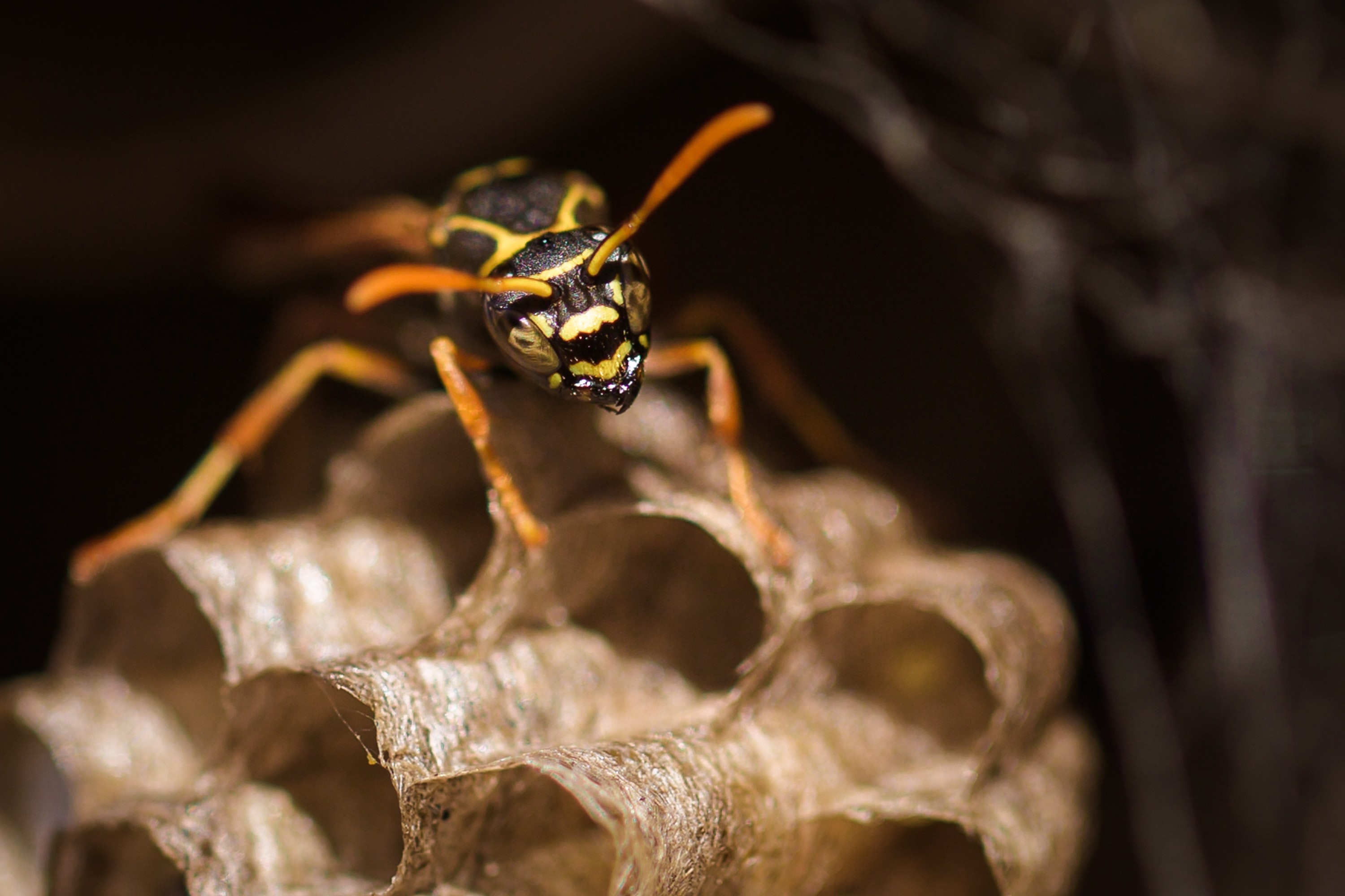 The Truth About Paper Wasps In Maryland