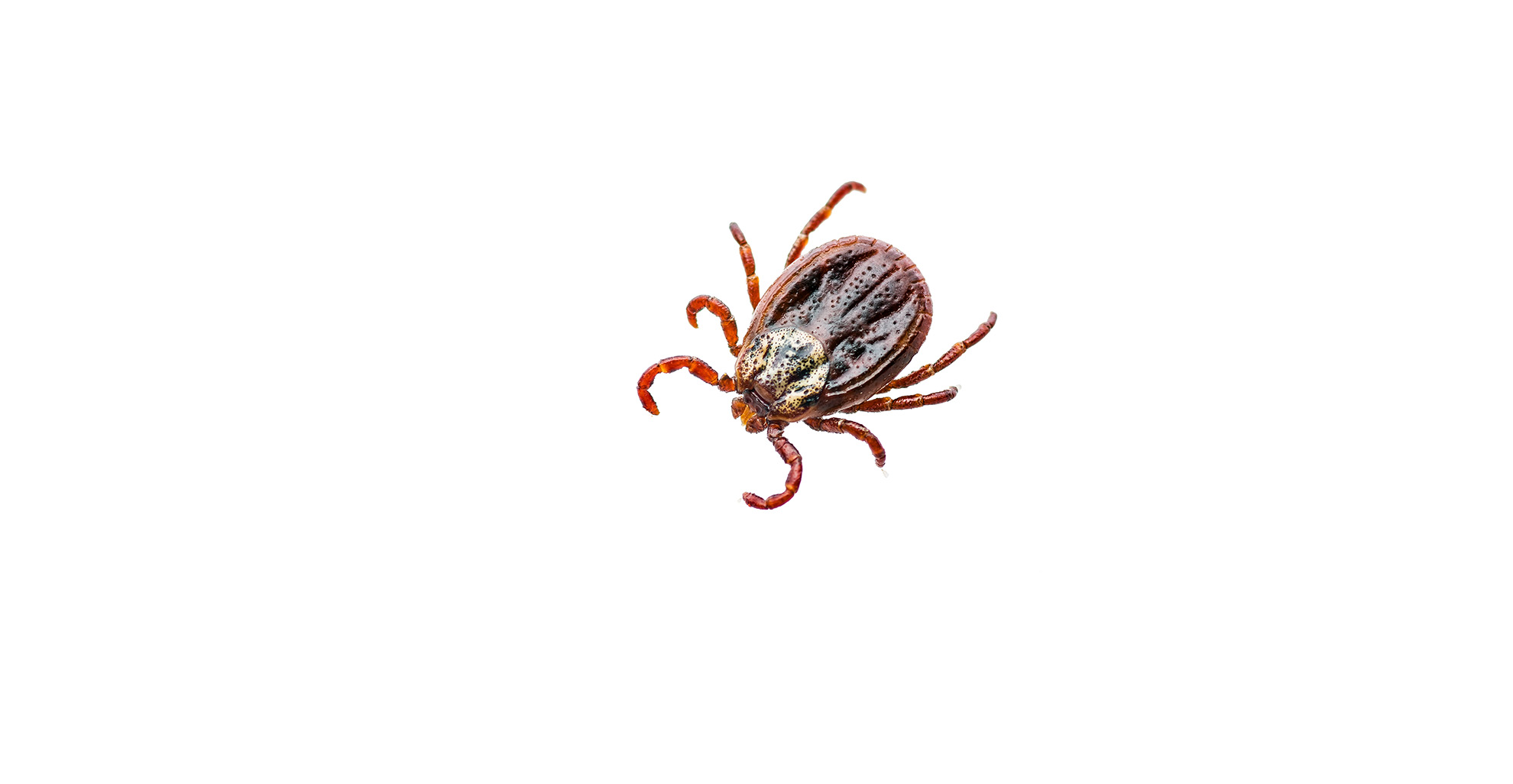 American Dog Ticks