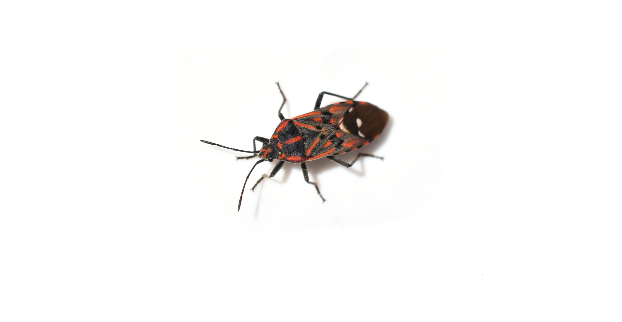 Box Elder Bugs Pest Identification