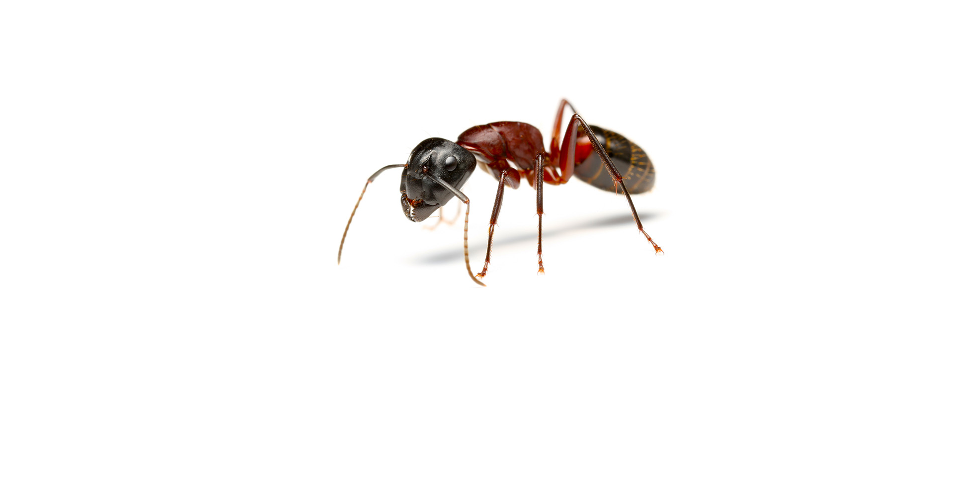 Carpenter Ants Pest Identification