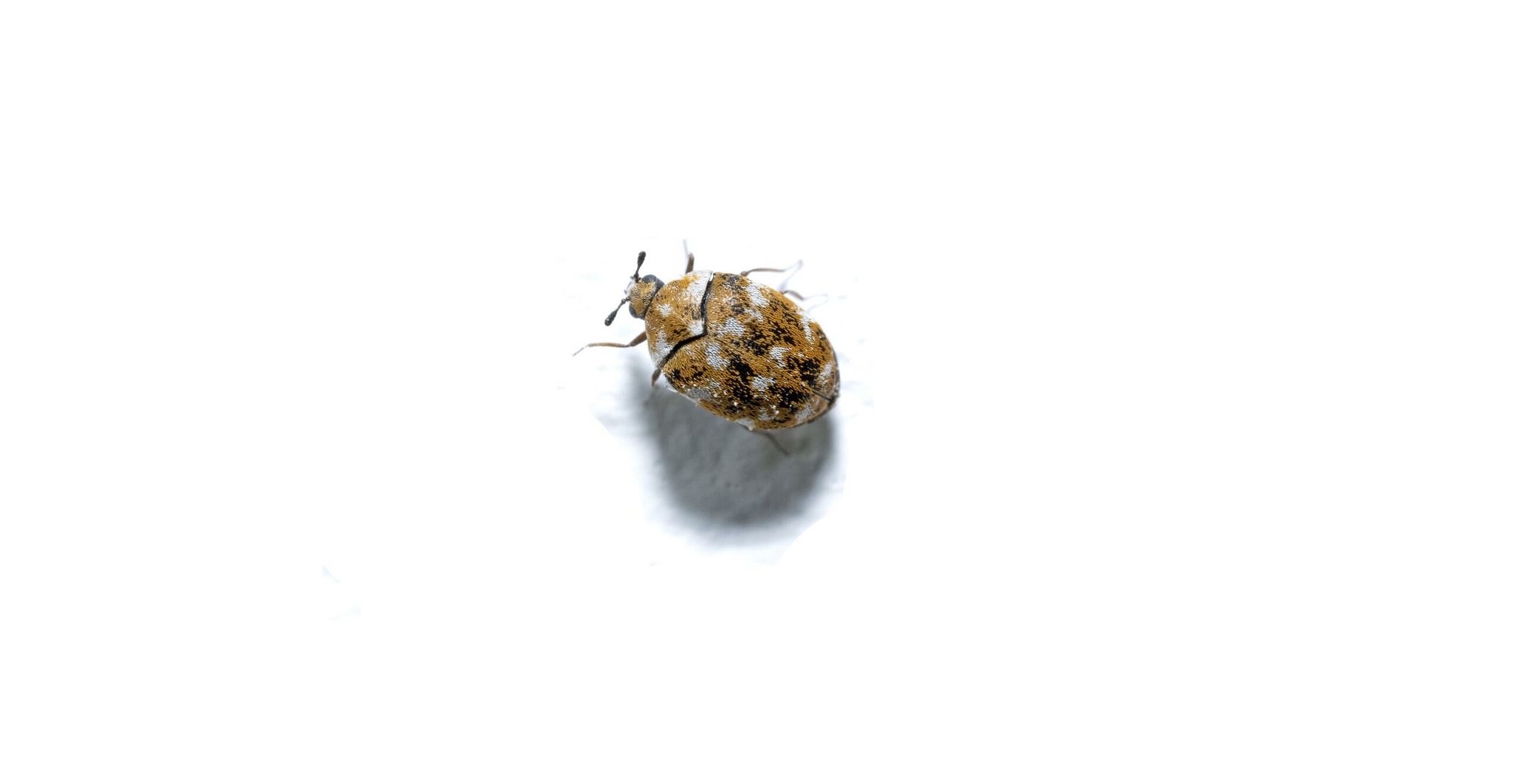 Carpet Beetles Pest Identification