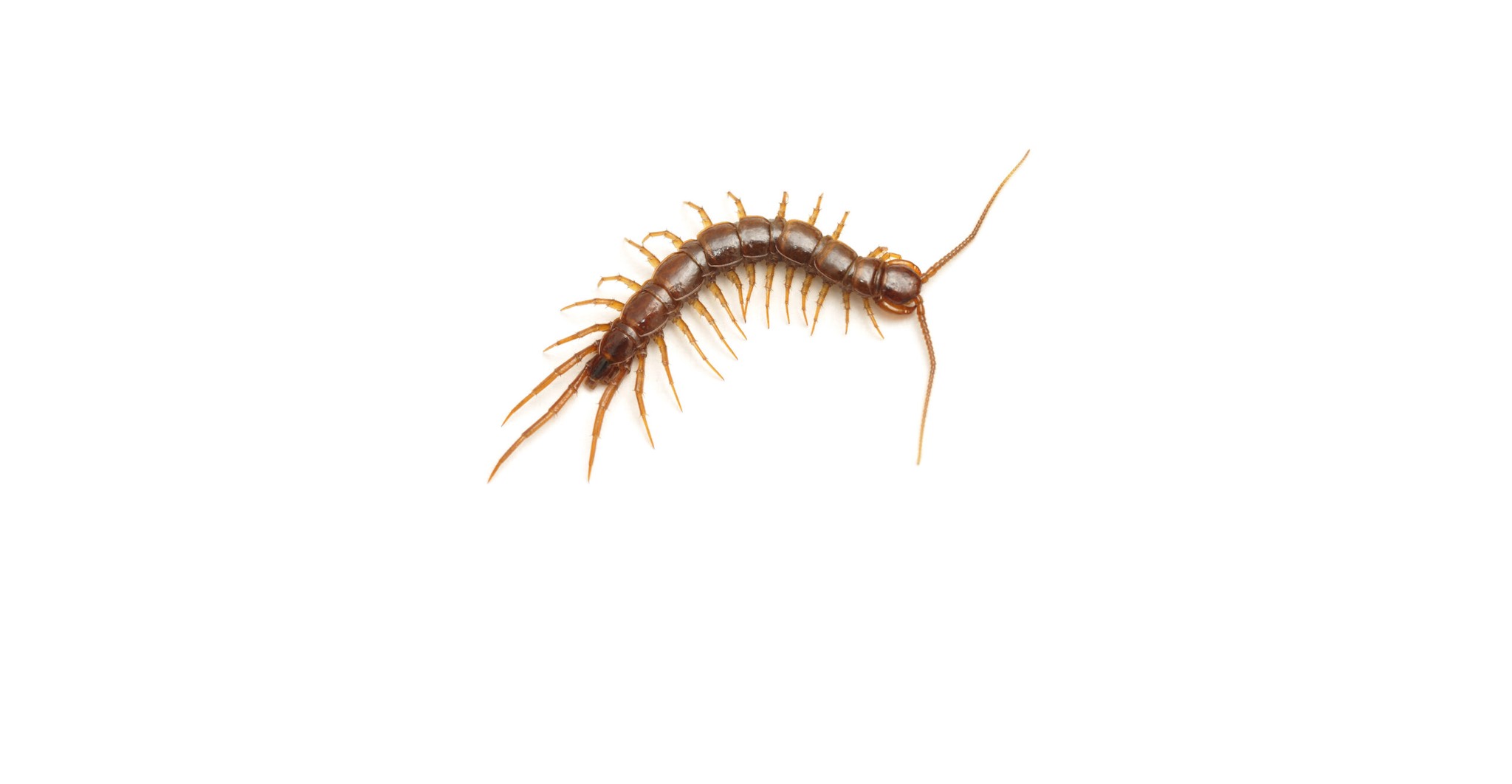 Centipede Pest Identification