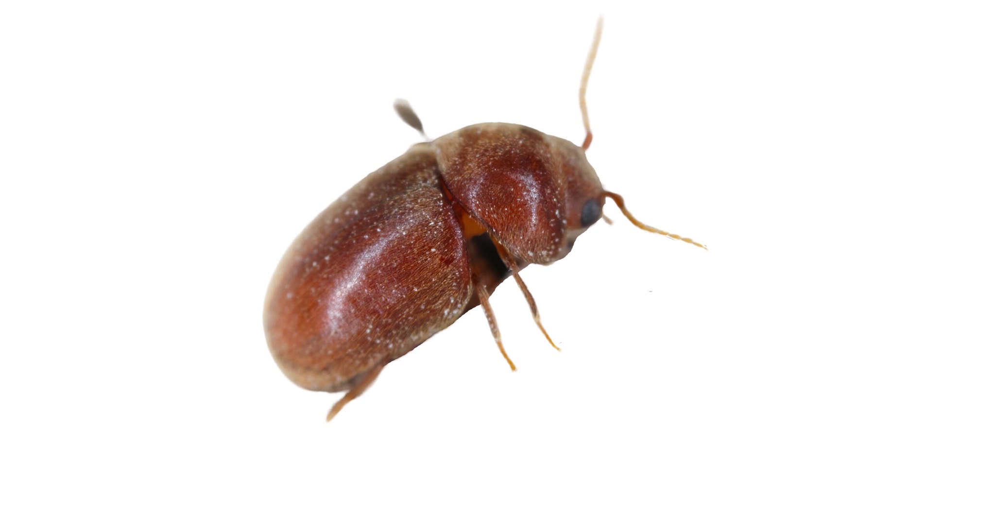 Cigarette Beetle Pest Identification