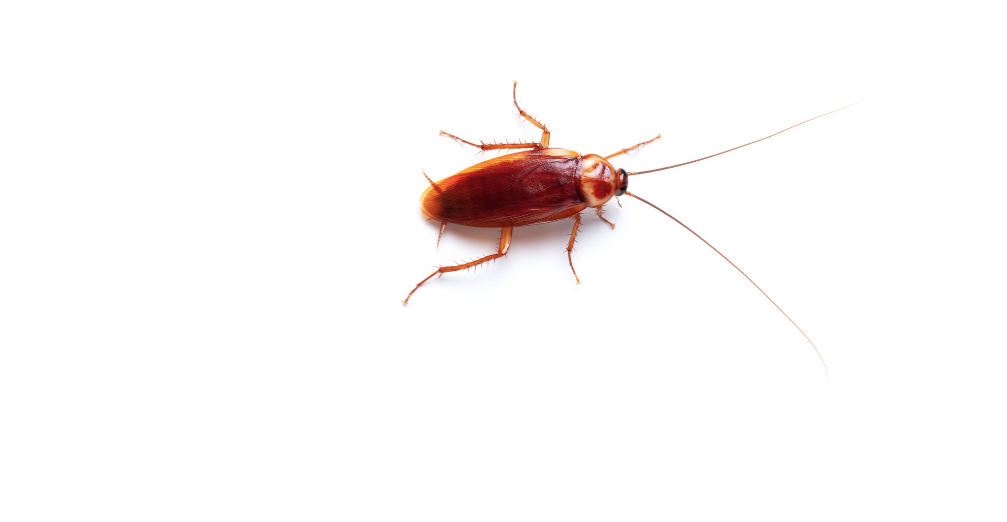 Cockroach Pest Identification