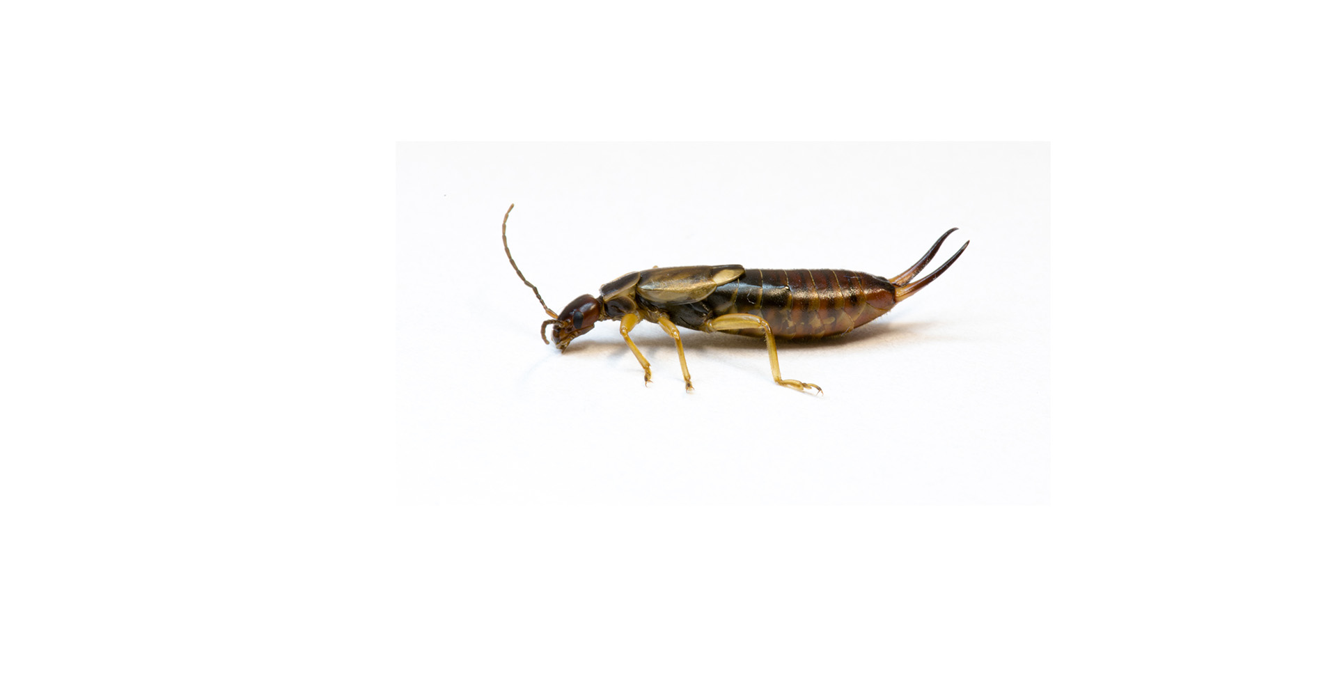 Earwig Pest Identification