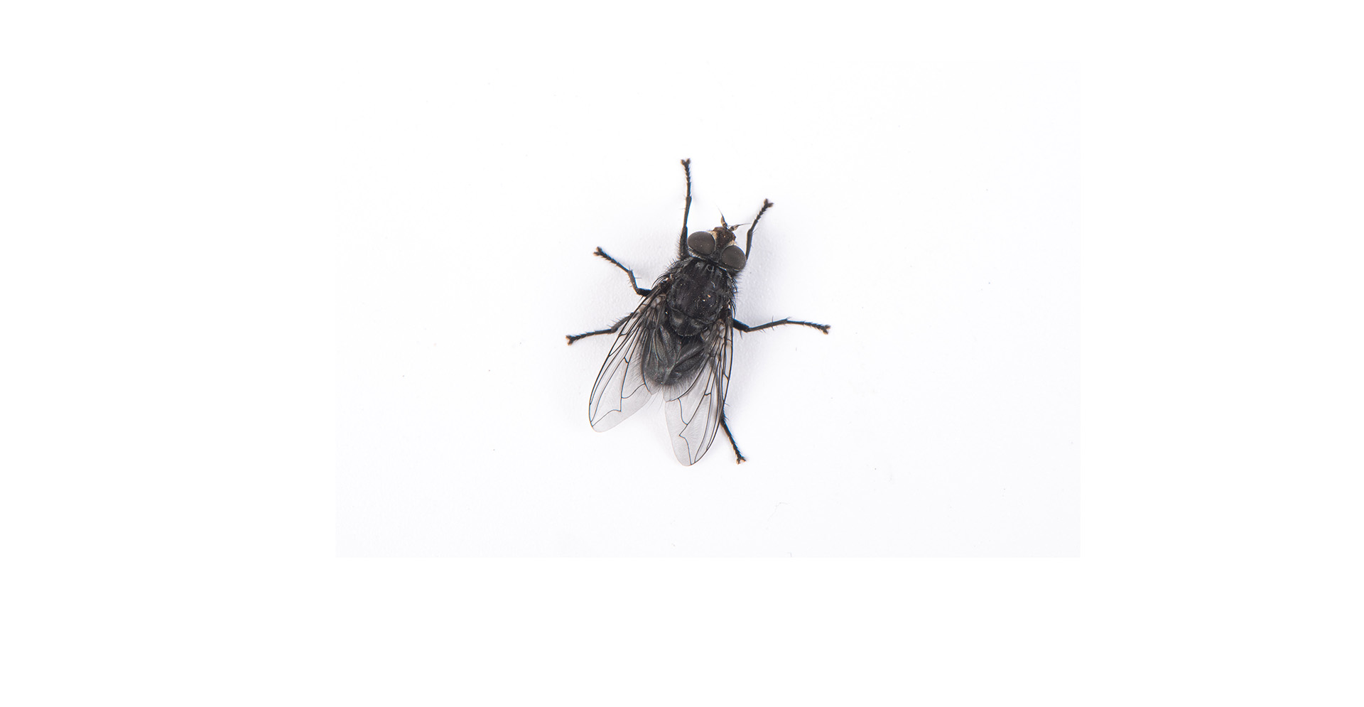 Flies Insect Pest Identification