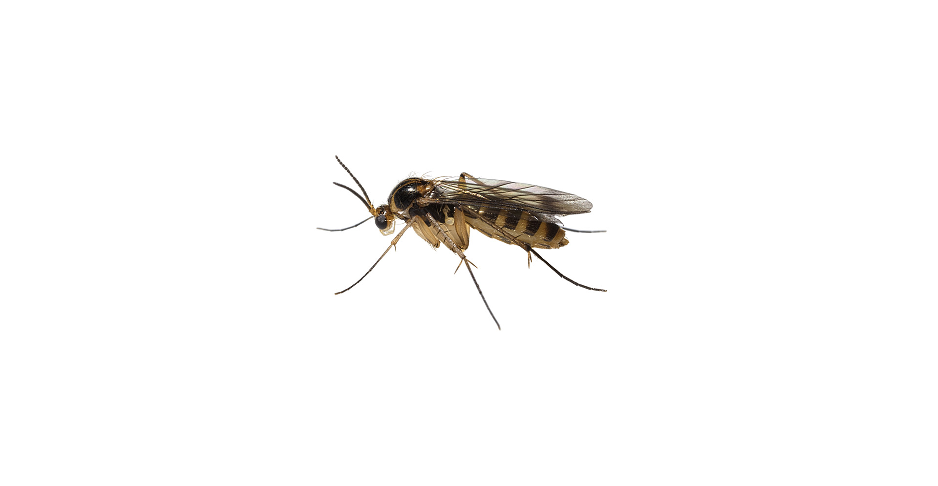 Fungus Gnat Pest Identification