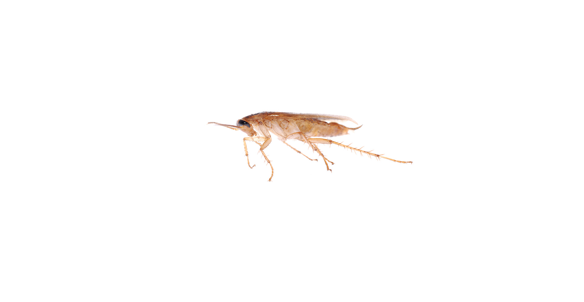 German Cockroach Pest Identification