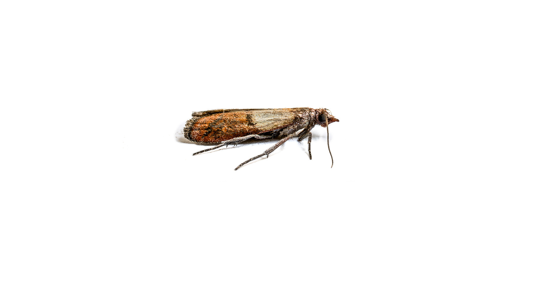 Indian Meal Moths Pest Identification