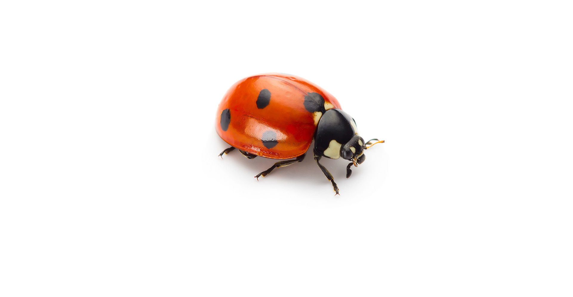 Lady Bug Pest Identification