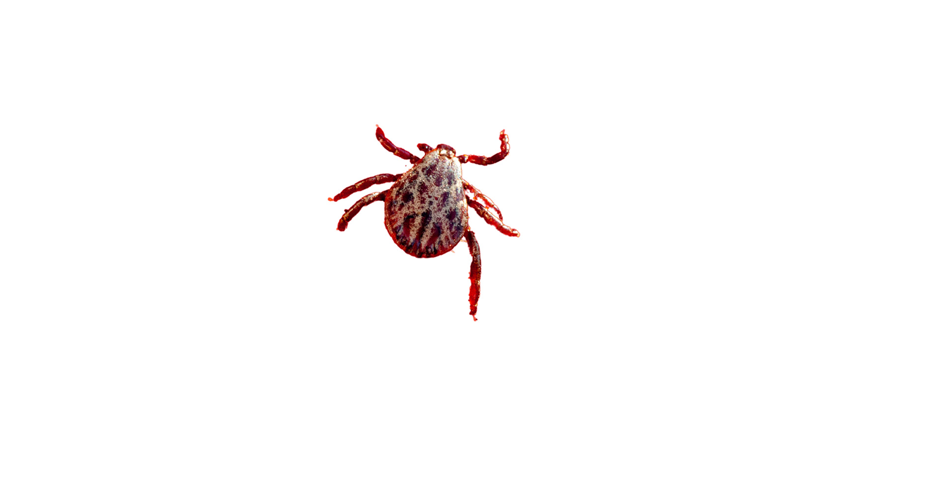 Lone Star Tick Pest Identification