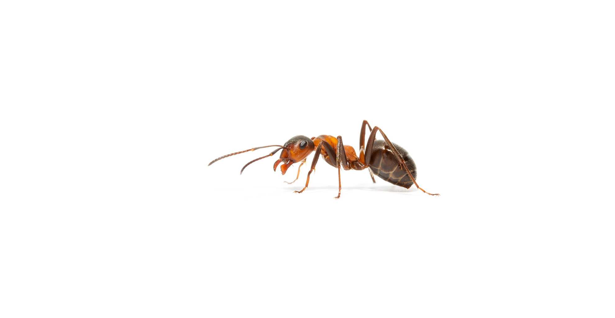 Odorous Ant