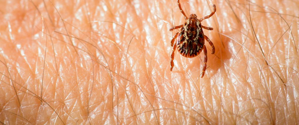 american dog ticks in maryland