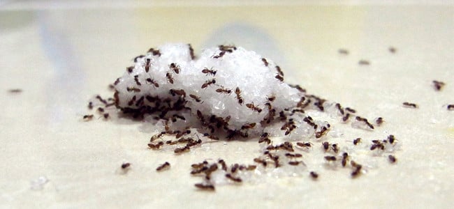 ants in house in maryland, dc and virginia