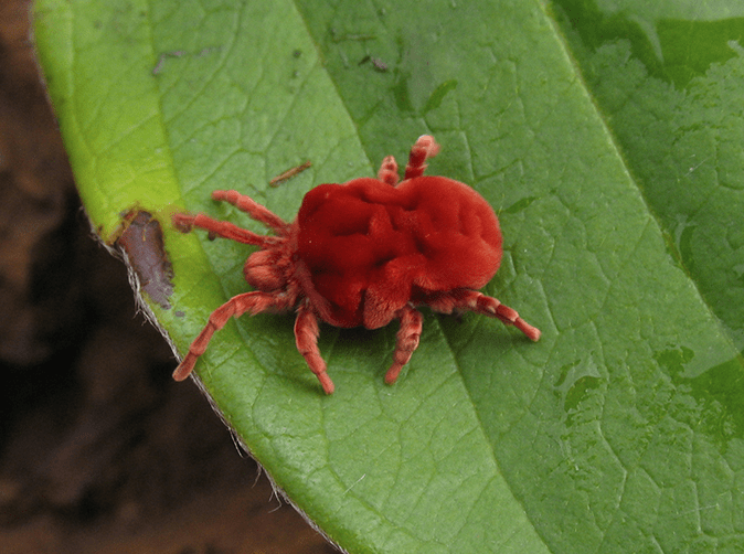 clover-mite-on-a-leaf