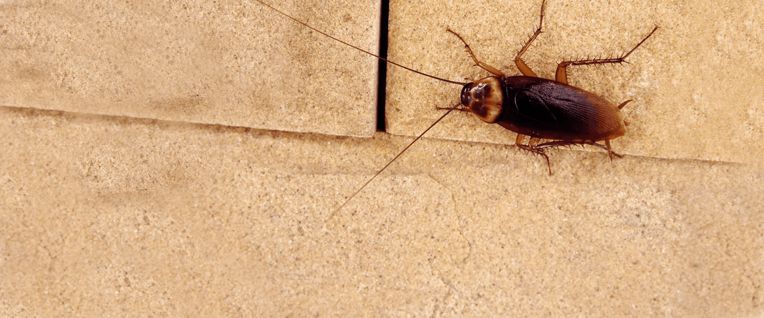 Cockroaches | Pest Identification