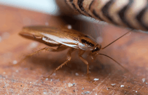 german-cockroaches-in-dc