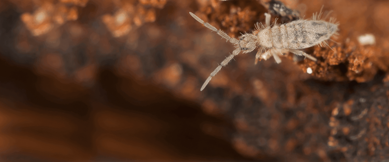 Springtails | Pest Identification