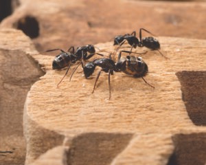 carpenter ant needing ant control in maryland, dc, and virginia