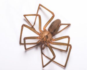 Brown Recluse Spider