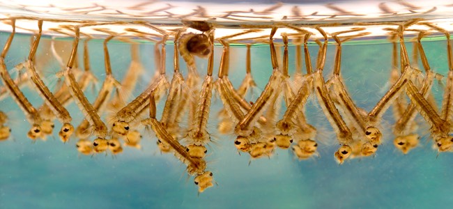 moquito larvae in water